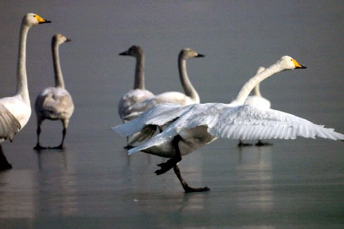 白天鹅在河北省石家庄黄壁庄水库的冰面上嬉戏