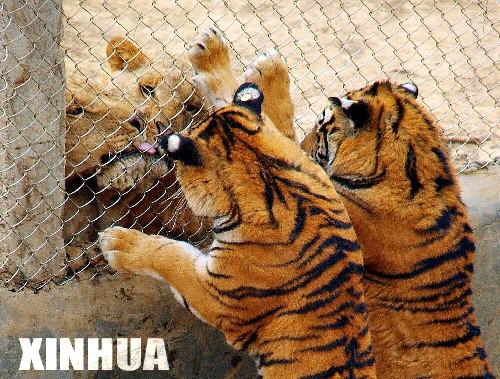 武汉九峰森林动物园里的狮虎隔笼亲吻问候