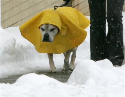 图文美国暴风雪中的小狗