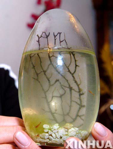 迷你生态虾瓶走红墨城 瓶内小虾可活8年