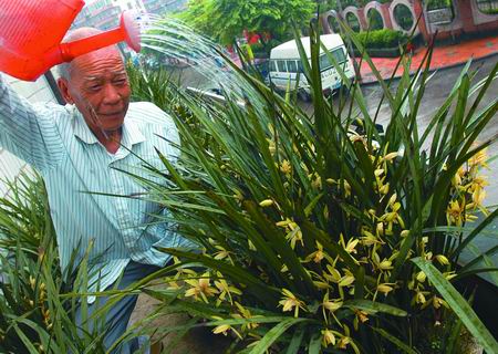 退休后就喜欢上了养兰花