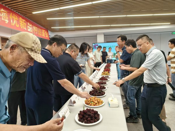 20余个优新品种集中亮相!茶山杨梅不止“丁岙”一味
