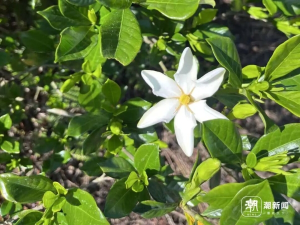 从卖原料到卖风景,泰顺这朵花带火了山乡