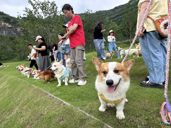“柯基见面会”来啦!温州园博园成宠物友好新地标