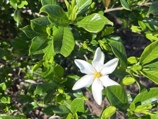 栀子花开香溢四方!泰顺把一朵“小白花”做成了大产业