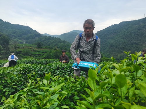 永嘉乌牛早茶首次采收碾茶原料,从“一芽难求”到“连梗带叶皆是宝”