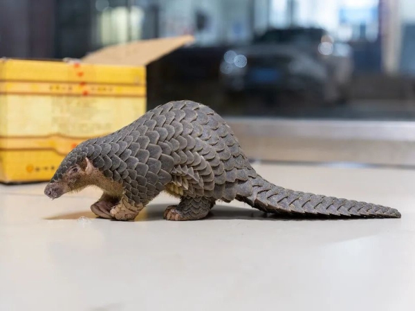 比大熊猫还稀有!就在永嘉!还有温州市首次记录到......