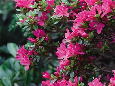 杜鹃花