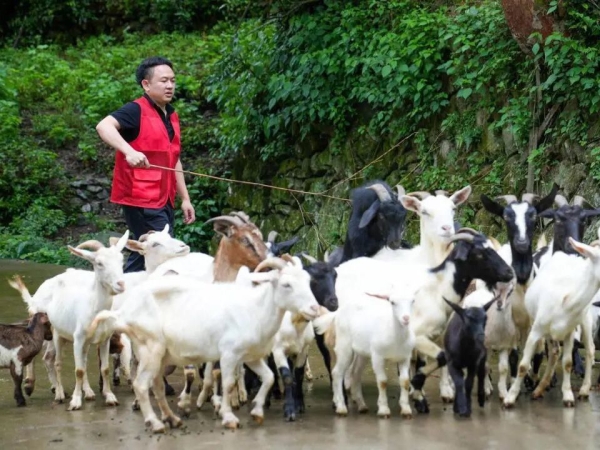 “安置点能放羊吗?”瑞安这位“小羊书记”的操作火了