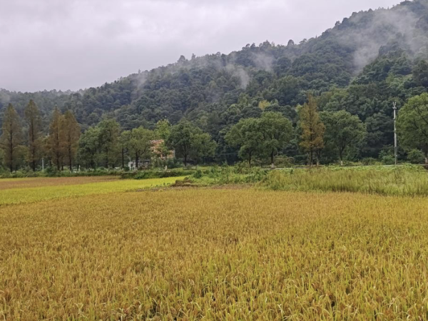 湖岭芳庄行:烟雨寻古,山居品味