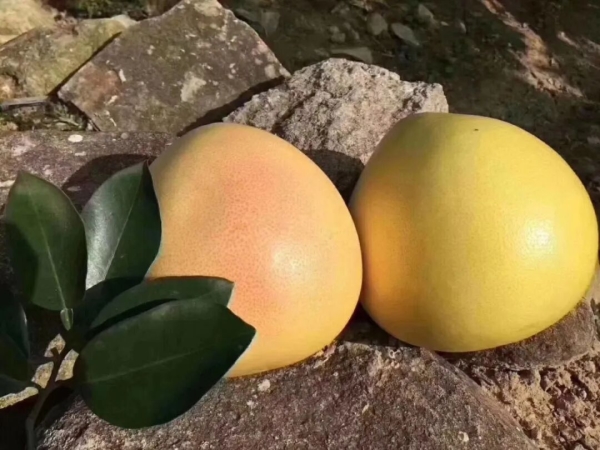 苍南红心柚,迎来丰收季